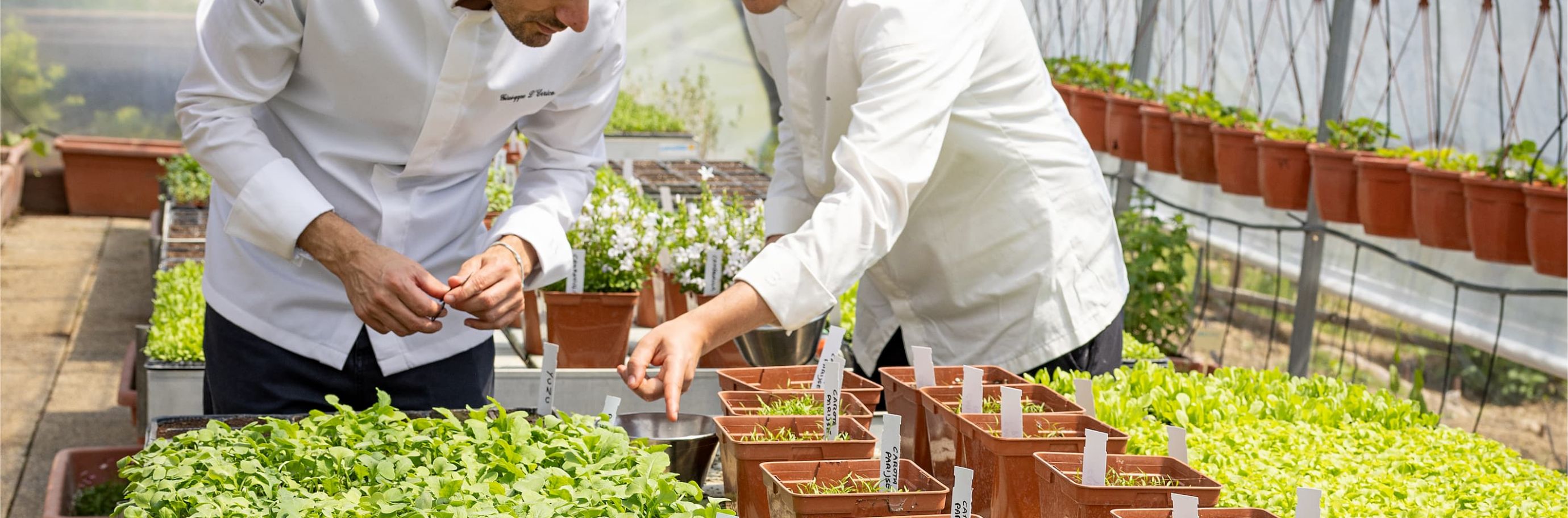 Chef al lavoro nell'orto e nelle serre di PICO's Farm